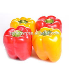 red bell pepper Wholesale colorful pepper